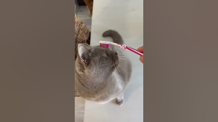 So kommst du deiner Katze näher, auch wenn sie dich nicht mag! CatInfo #catsofyoutube #katze #cat