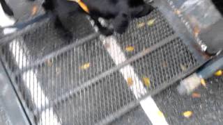 Gracy, Getting Use To Her New Ride