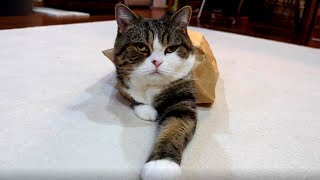 下手な落書きをされてもご機嫌なねこ。-In spite of my poor graffiti, Maru is happy.-