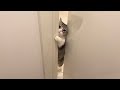 下痢でトイレにこもってたら心配な猫がこうなっちゃいました…