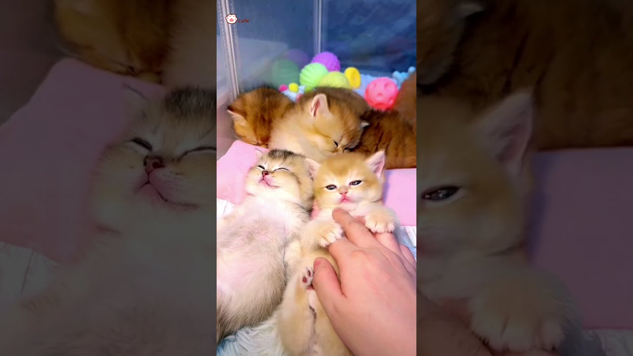Cute Kittens 97 Shorts Cutecat520 Cat Pets