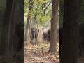 || big daddys || ❤️#jungle #nature #elephant #photography #animals #trending