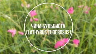 Чина бульбиста - (лат. Lathyrus tuberosus L.)