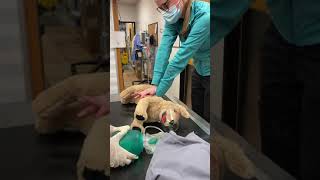 Skill 19 CPR on Canine