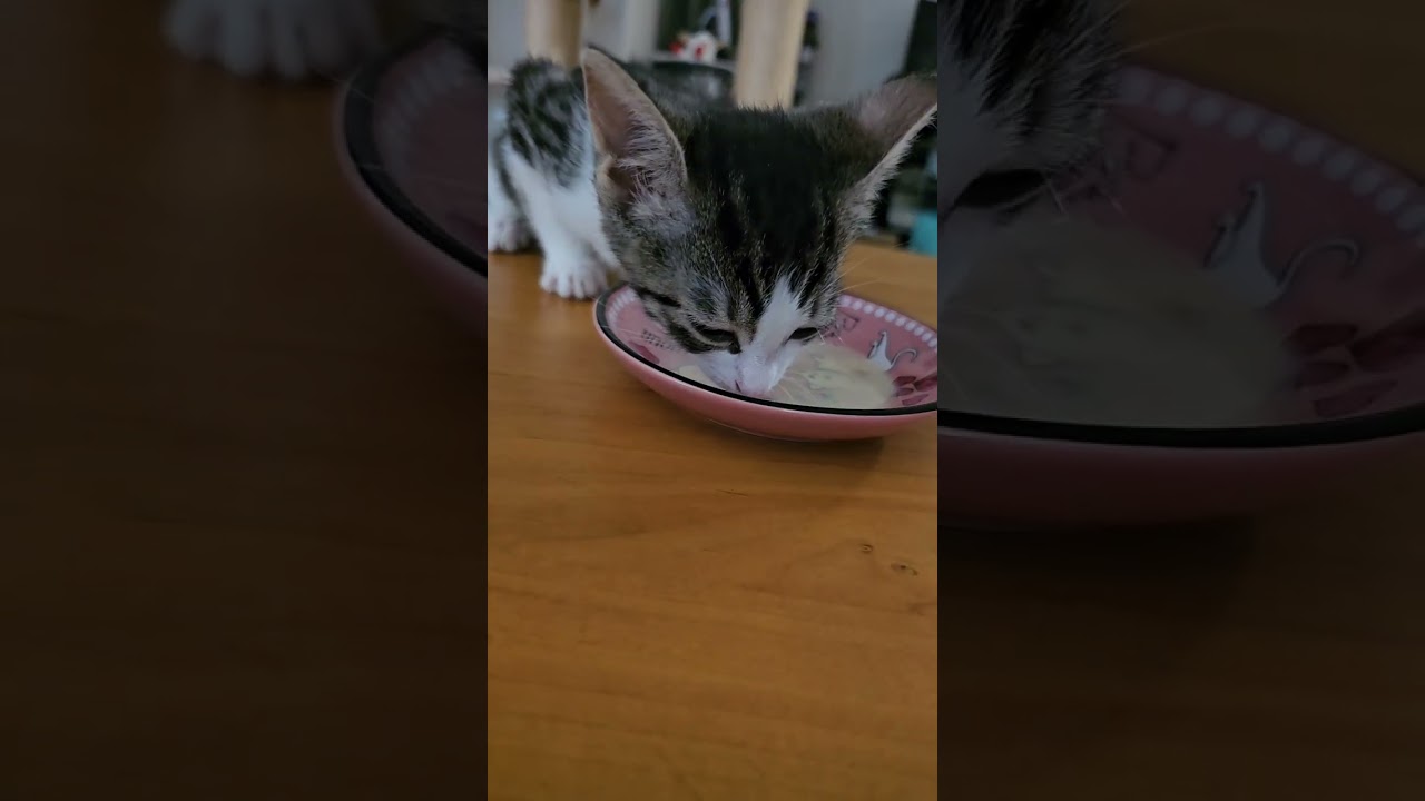 BREAKING NEWS! No more syringe for feeding. Beh-Beh now eating from bowl and drinking water 1st time