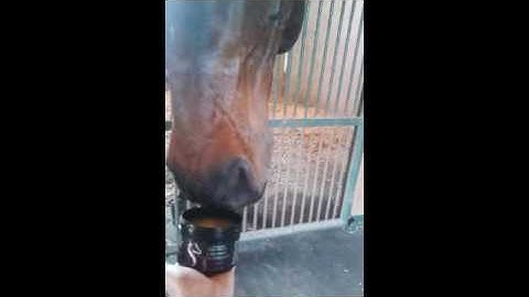 Horses Love Sterling Essentials Leather Care Products