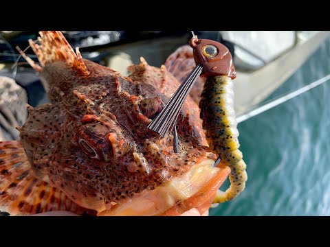 too-many-new-baits-|-san-diego-bay-fishing