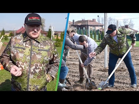 Видео: Лукашенко высадил яблоневый сад на малой родине