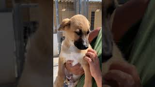 Mastin Cachorro En Ibi