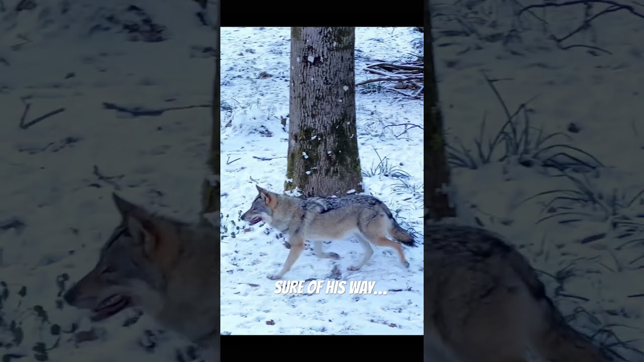 Lone wolf running across white snow 🐺Одинокий волк бежит по белому снегу 🐺
