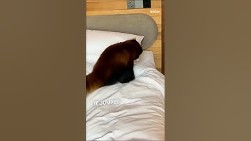 The Adorable Red Panda