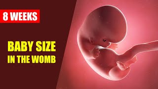 8 Weeks Pregnant Baby Size – Baby Movement | Ultrasound in the Womb