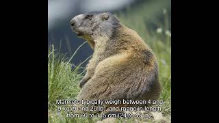 Marmot