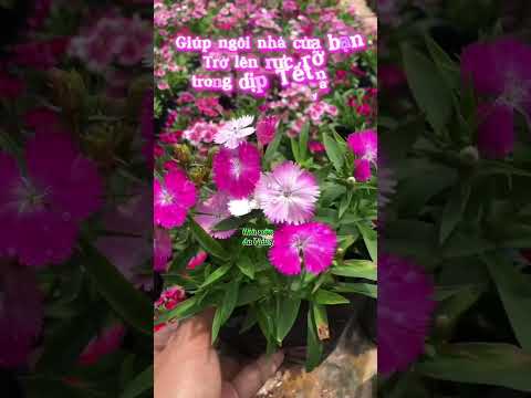 Video Hoa Cẩm Chướng Kép quay tại làng hoa Phụng Công