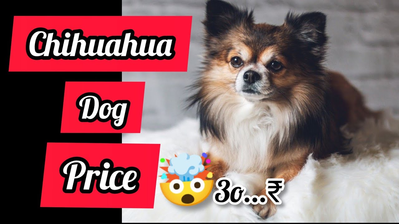 chihuahua dog price in India 2021🐕 Chihuahua Dog Chihuahua Dog breed price 2021 