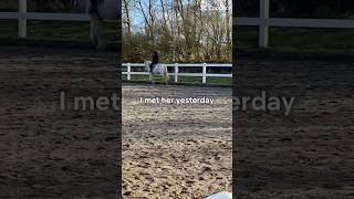 Yesterday.. troede jeg skulle skifte hest efter ferien #equestrianjourney #equestrian #horse #pony