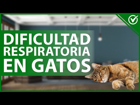 Video: Síntomas de diabetes en Chihuahua
