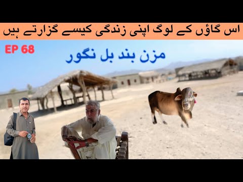     مزن بند بل نگور     68   