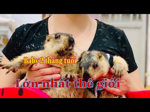 Video Sóc Himalaya đã thuần cần tìm chủ mới - youtube