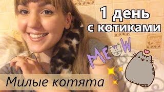 Смешные котята и котики. Забавные коты и кошки. Милота с котятами! Смешные котята и котики. Забавные коты и кошки. Милота с котятами!