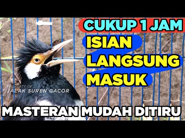 BURUNG JALAK SUREN GACOR ISIAN KOMPLIT sangat AMPUH untuk PANCINGAN dan MASTERAN semua jenis JALAK class=