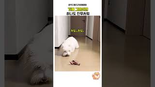 엄마가 주는 간식인줄 알았는데...
