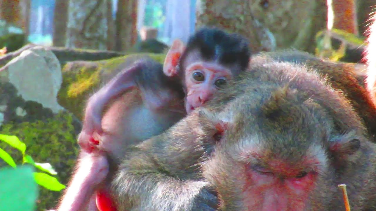 "OH GOD! 🍼 Watch This Adorable Baby Animal Hilariously Beg for Milk! 🐾🐾"