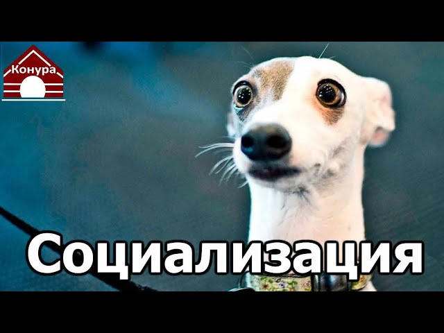собака трусливая собака