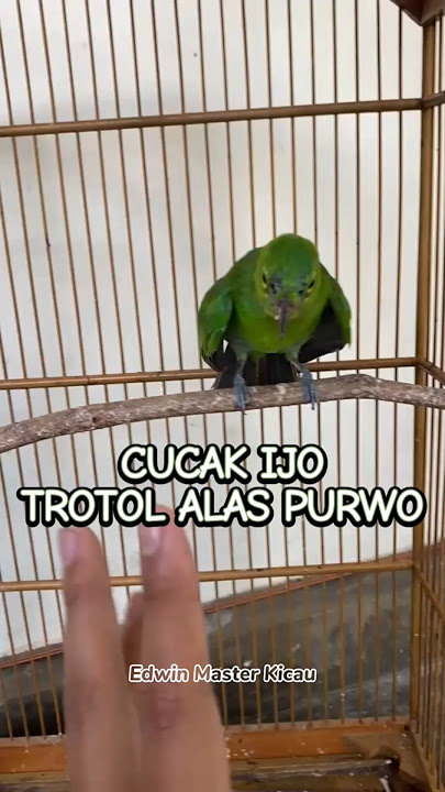 CUCAK IJO TROTOL BEBECI ORI ALAS PURWO BANYUWANGI JAMBUL NGENTROK GACOR