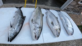 Lake Michigan Fish ID: King vs Coho Salmon, Lake Trout & Steelhead Made Easy