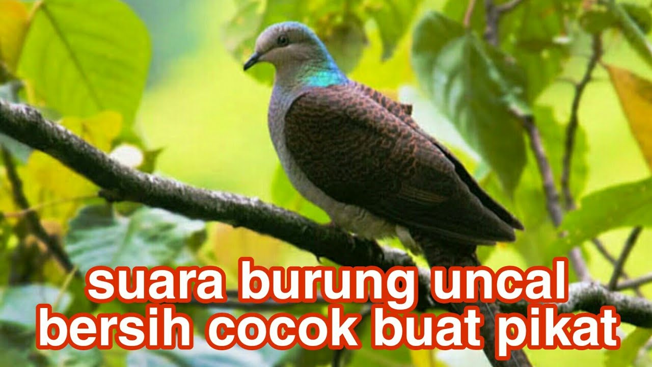 Download Suara Burung Uncal Mp3 Mp4 3gp Flv Download Lagu Mp3 Gratis