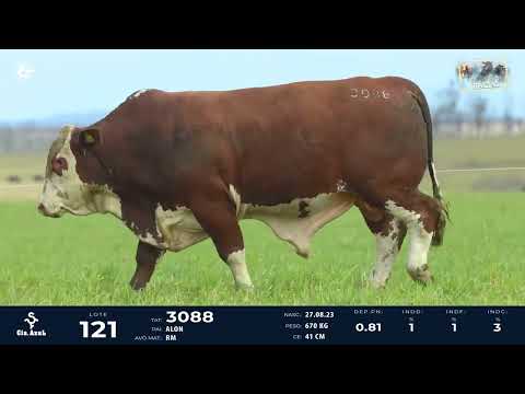 LOTE 121   TAT 3088 M Braford