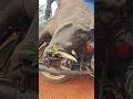 Awesome 😱 Huge Wild Boar 🐗 Hunting 👈 #hunting #usa #shorts