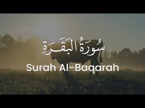 سورة البقرة للشيخ محمد مقاتلي الإبراهيمي المصحف المرتل