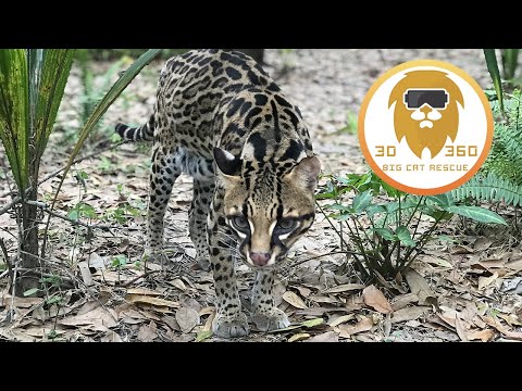 24 year old Ocelot in 3D 180VR!