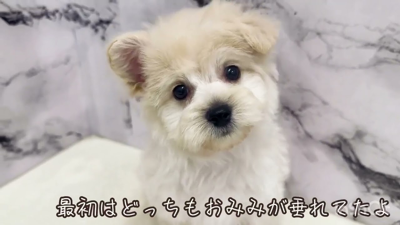 価格の安い◾️犬MIX【父トイプードル：（3.3kg）×母：マルチーズ（3.0