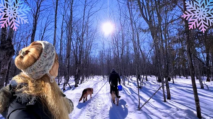 Our Sunny Winter Forest in the UP of Michigan | Life in the Keweenaw