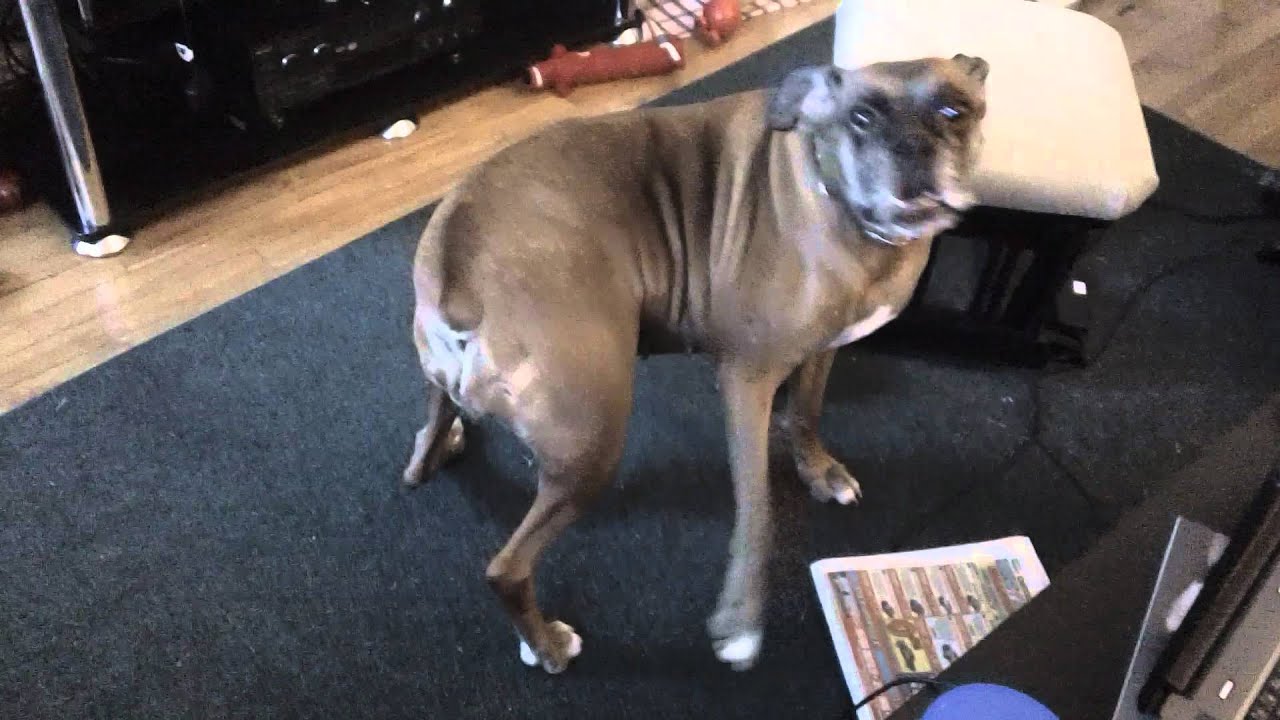 More kidney beaning boxer dog YouTube