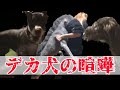 超大型犬同士の【喧嘩】を止める方法が凄すぎた‼︎