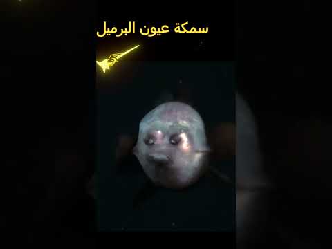 سمكة برأس شفاف وجسم عادي   