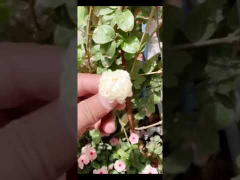 شجرة الفل عبقة وناجحة وتسميدها اعتيادي كغيرها من أشجار الزينة إلا أنها تحتاج الحديد كل 3 شهور مرة 