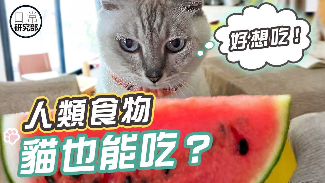 在和貓咪分享食物之前，先看看牠有甚麼不能吃！