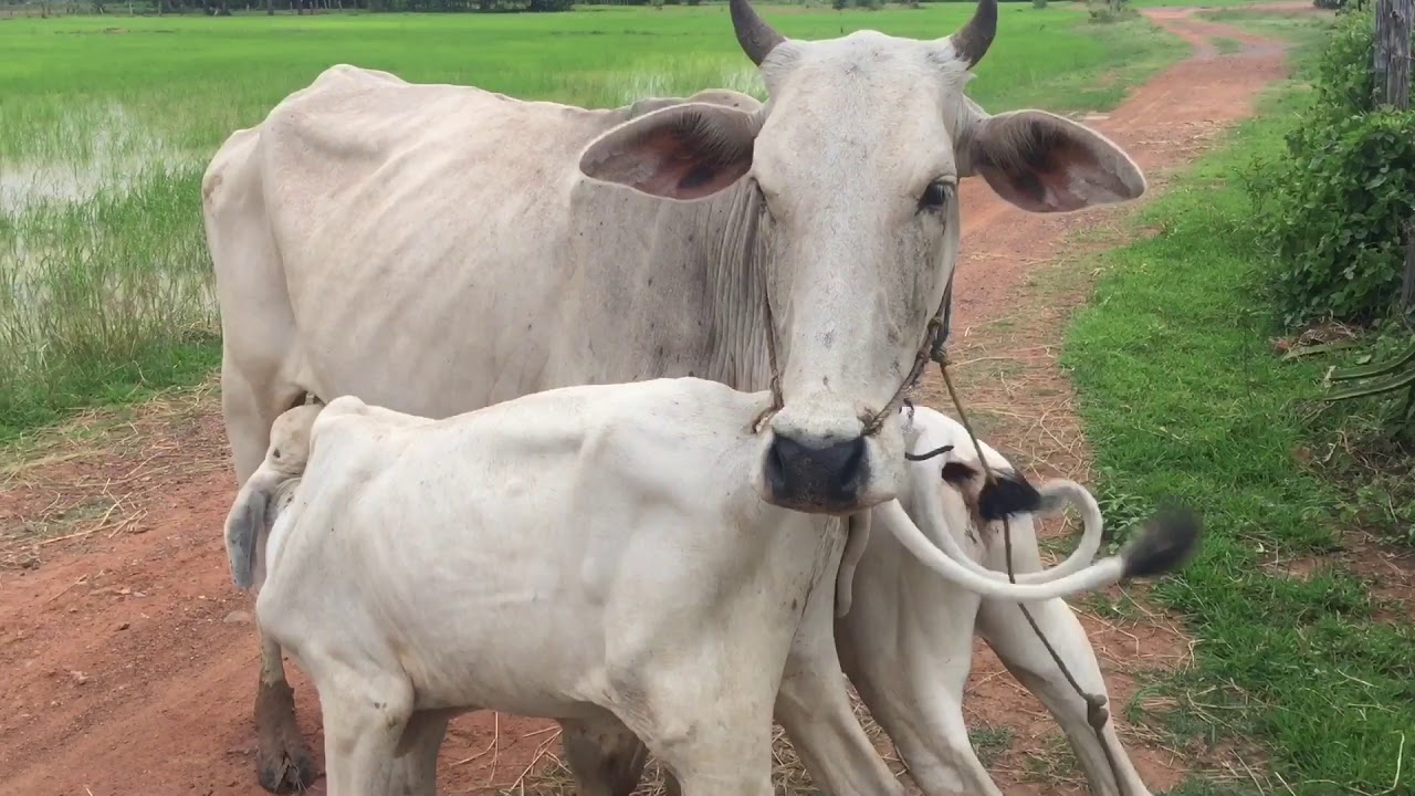 OMG! A cow born 2 sons ,The two kids are breastfeeding their mother's