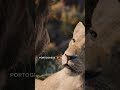 Il Re Leone | #Shorts