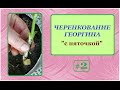 ЧЕРЕНКОВАНИЕ ГЕОРГИНА "с пяточкой".