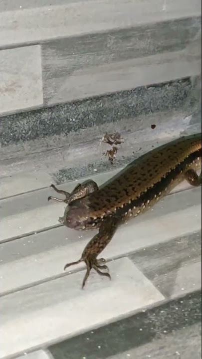 Kadal Buntung Masuk Rumah