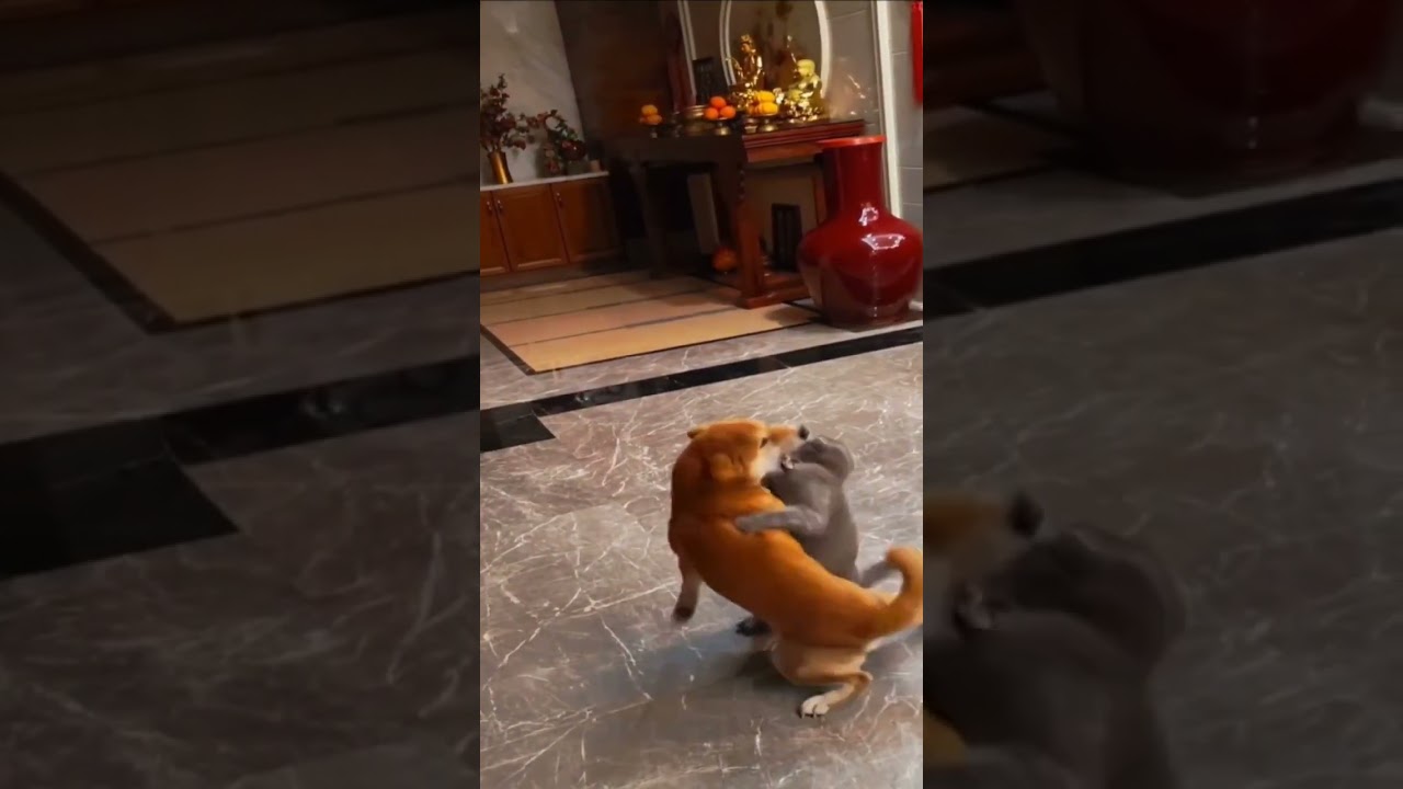 Striking Cat Spinning Dog Technique || Kung Fu Pets