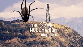 The Hollywood Bug Guys Sizzle Reel