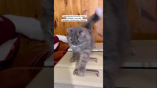 Зоопсихологи против манула Люси с Кто кого? #shorts #котики #ManulLussy