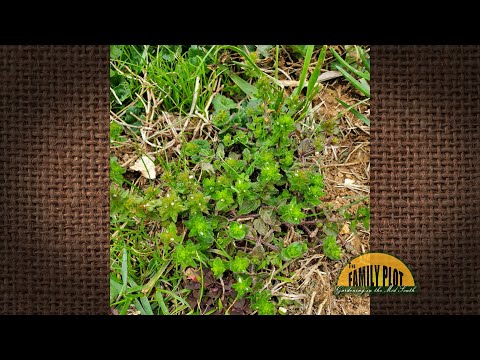 Video: Speedwell Weeds - Beheer Onkruid Speedwell In Grasperke En Tuine